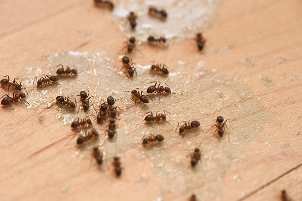 Best Mosquito Control Services  in Briar Chapel, NC